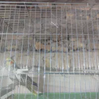 عروس هلندی ماده