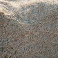 کاه دیم