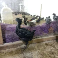 جوجه محلی رسمی معاوضه