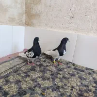 جفت بهبهانی