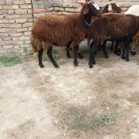 گوسفند بروجردی افشار آبستن
