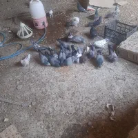 فروش کبوتر سبز کاشان