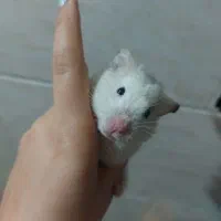 همستر خانگی