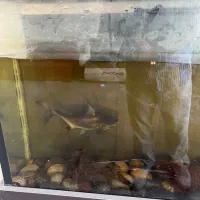 ماهی پنکوسی گیاه خوار