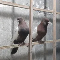 سرته|پرنده|ایلام, |دیوار
