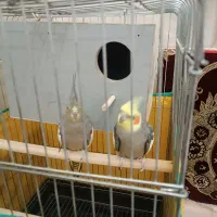 عروس هلندی و قفس و لانه جفت گیری