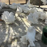 کبوتر تزیینی