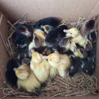 14عدداردک اسراعیلی دونه ای220