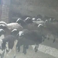 بره نر شالی