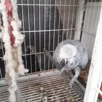 کاسکو دم قرمز