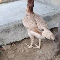 مرغ لاری اصیل