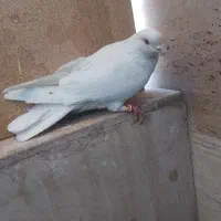 یک جفت کفتر غریبگیری