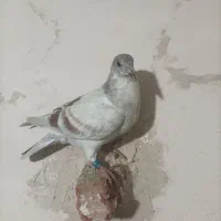 گمشده جوجه کبوتر