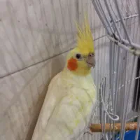 عروس هلندی ماده