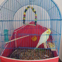 عروس هلندی|پرنده|چترود, |دیوار