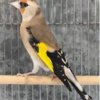 چندتا ماده سهره
