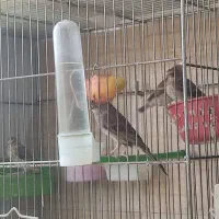 سهره قناری18روزه