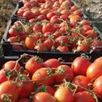 فروش گوجه مخصوص ربی سر مزرعه با قیمت مقرون بصرفه