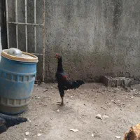 جوجه خروس لاری