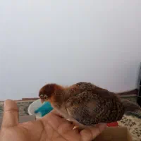 جوجه یک ماهه