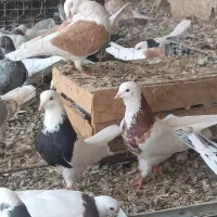 جفت طوقی