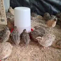 بلدرچین کشتاری وزن بالا