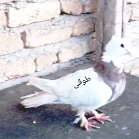 کفتر|حیوانات|فارسان, |دیوار