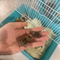 موش همستر کمپل