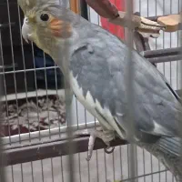 عروس هلندی