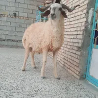 قوچ درجه یک جنی گوسفند