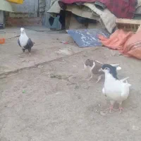 کبوتر ساده کله سفید