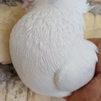 کبوترسفید چشم نوک سفید