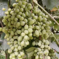 غوره|خوردنی و آشامیدنی|نورآباد, |دیوار