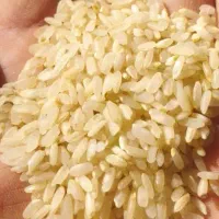 برنج کامفیروزی  و عنبربو