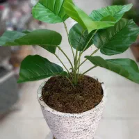 گل مصنوعی