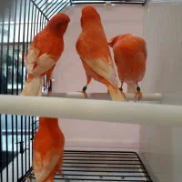 قناری رد فکتور اصل اورجینال