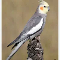 جوجه عروس هلندی