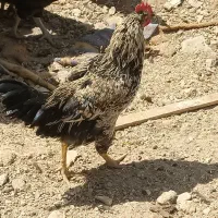 خروس|حیوانات مزرعه|شازند, |دیوار