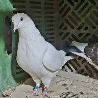 کبوتر پرشی
