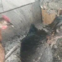 ولایتی گلپایگانی