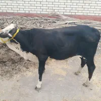 گوساله نر