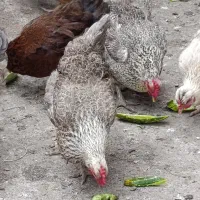 فروش ۱۲ مرغ و ۱ خروس