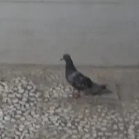 کبوتر