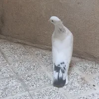 کبوتر