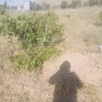 زمین-باغی-سیاسرد