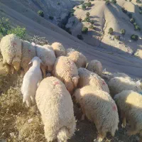 30راس بره