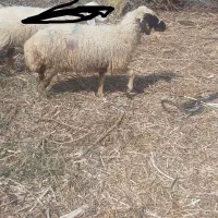 تعدادی گوسفند