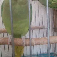 جفت مولد روی تخم
