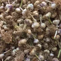 سیر تازه از تولید ب مصرف با اب چاه کشاورزی