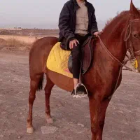 اسب نریان سواری دار